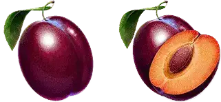 Plum and Double Plum symbols